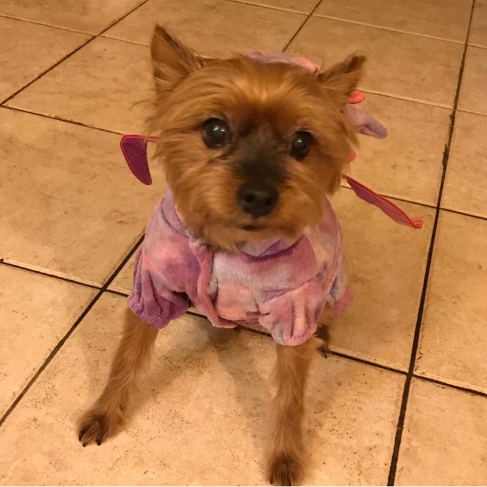 NWOT : purple pet dragon costume